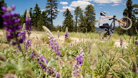 Mountain biker doing a wheelie surrounded by lavender plants.